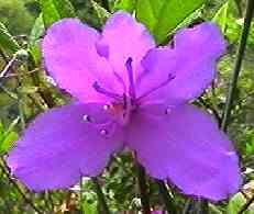 コバノミツバツツジ 花