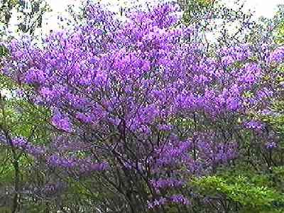 コバノミツバツツジ 盛花
