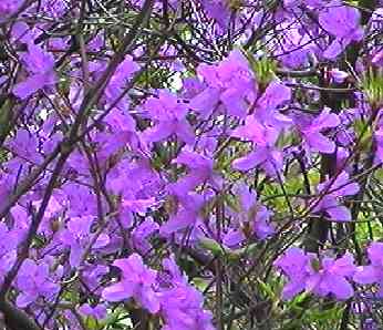 コバノミツバツツジ 花花