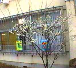 ウメ 全体