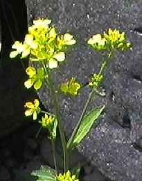アブラナ 花