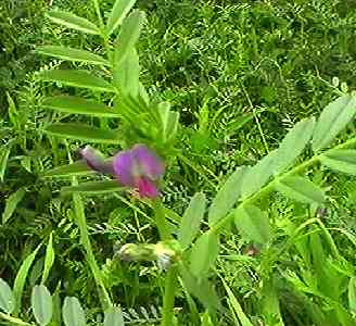 カラスノエンドウ 花
