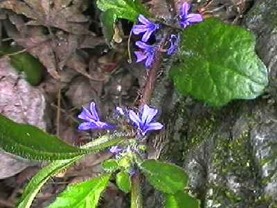 キランソウ 花