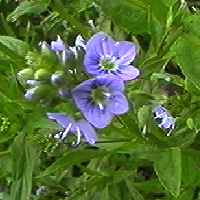 オオカワヂシャ 花