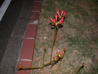 lycoris2002/09/25 ヒガンバナ