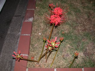 lycoris2002/09/26 ヒガンバナ