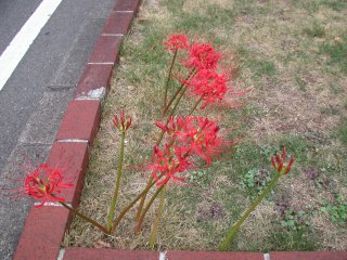 lycoris2002/09/27 ヒガンバナ
