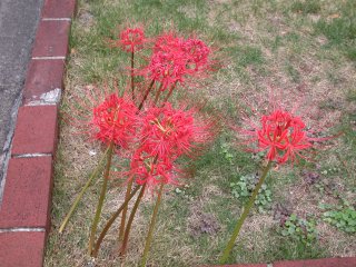 lycoris2002/09/29 ヒガンバナ
