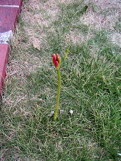 芽生え