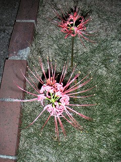 開花