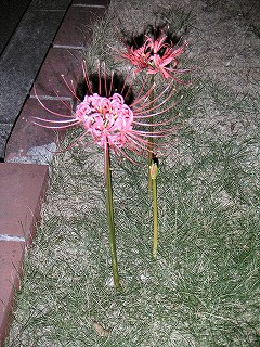 開花