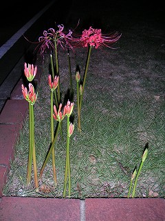 林立