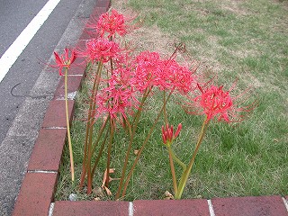 満開