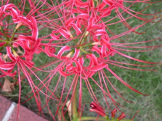 花の拡大