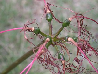 枯れた花
