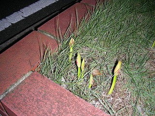 芽生え