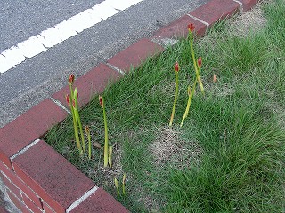 芽生え