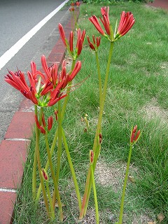 開花前
