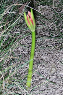 02_lycoris(2007-10-03).jpg(43275 byte)