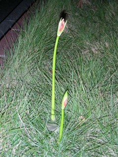 03_lycoris(2007-10-03).jpg(43244 byte)