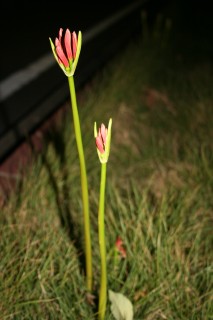 05_lycoris(2007-10-04).jpg(17968 byte)