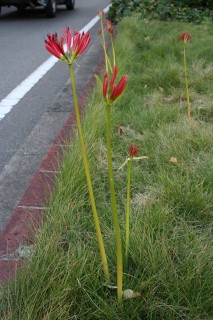 12_lycoris(2007-10-06).jpg(28505 byte)