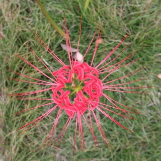 21_lycoris(2007-10-08).jpg(40844 byte)