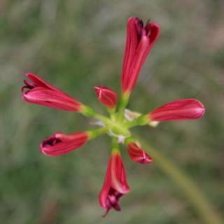 22_lycoris(2007-10-08).jpg(16739 byte)