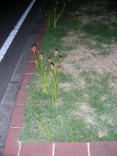 03_lycoris(2008-09-26).jpg(28334 byte)