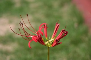 05_lycoris(2008-09-27).jpg(13582 byte)