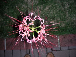17_lycoris(2008-10-06).jpg(29647 byte)