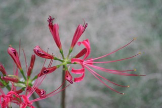 11_lycoris(2009-09-26).jpg(16871 byte)