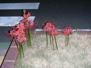 15_lycoris(2009-09-29).jpg(30164 byte)