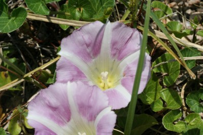 hamahirugao_flower.jpg(38689 byte)