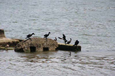 kawau02.jpg(38026 byte)